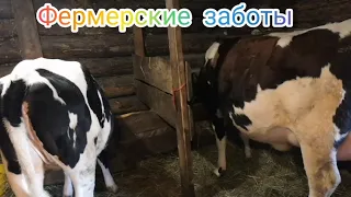 У коровы висит водяной пузырь в районе пупка. Что это такое?