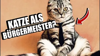 10 VERRÜCKTE KATZENFAKTEN- HÄTTEST DU'S GEWUSST?