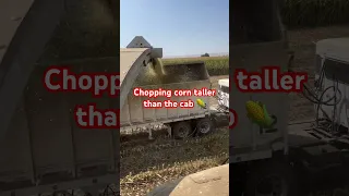 Chopping corn taller than the choppers cab #cornharvester #choppingcorn #farming