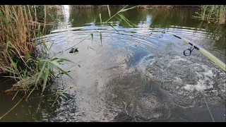 БЕЛЫЙ АМУР ЕСТ КАМЫШ❗❗❗ЛОВЛЯ БЕЛОГО АМУРА НА КАМЫШ❗❗❗ЭТО ШОК, ПЕРВАЯ РЫБАЛКА НА АМУРА В 2022 ГОДУ.