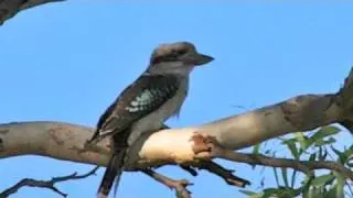 Kookaburra Jacks Release