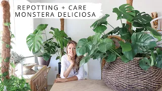 Monstera Deliciosa | Repotting + Care | Plant Therapy Thursday Vlog