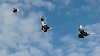 Russian Kurski Highflyers Return Flying Style in Windy Air. ہائی فلائر کبوتر کی اصل نسل