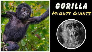Mighty Giants: Unveiling the Majestic World of Gorillas