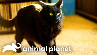 Jackson Galaxy Uses a Crazy Trick to Stop a Cat From Peeing in the House! | My Cat From Hell