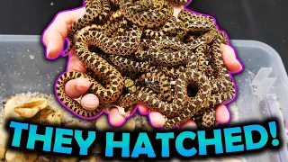 Baby Bullsnakes Hatching!! (One is Extra Spicy)