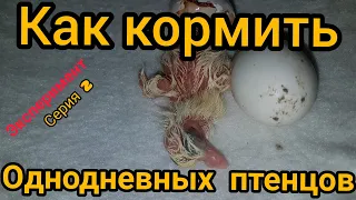 Как кормить новорожденных птенцов голубей.Легко даже для новичка.How to feed newborn pigeon chicks