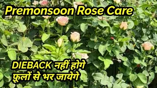 बारिश से पहले ये काम जरूर करें गुलाब Dieback नहीं होगे और फ़ूलों से भर जायेगे Premonsoon Rose Care