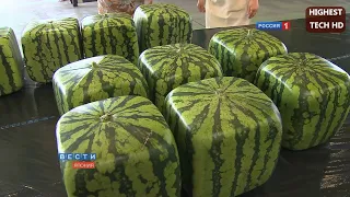 How To Harvest Watermelon? Amazing Watermelon Processing line.