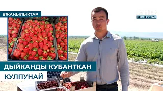 ДЫЙКАНДЫ КУБАНТКАН КУЛПУНАЙ