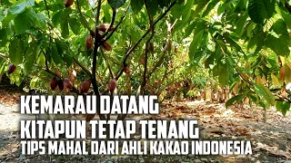 Pemeliharaan Kebun Kakao di Musim Kemarau [Tips dari Ahli Kakao Indonesia]