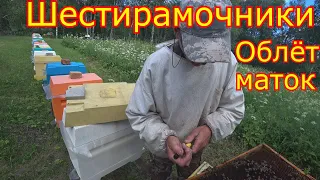 ШЕСТИРАМОЧНИКИ, Облёт маток