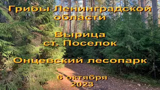 Грибы в Ленинградской области. За грибами  6 октября.