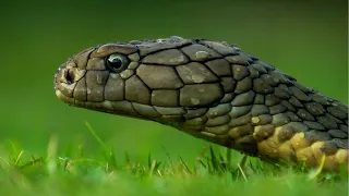 What are the characteristics of Reptiles?