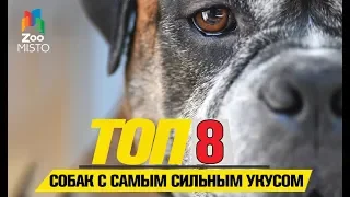 Tоп 8 собак с самым сильным укусом | Top 8 dogs with the strongest bite