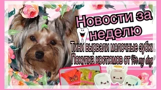 Новости за неделю: Тини вырвали молочные зубки. Покупка комбинезонов от For my dogs