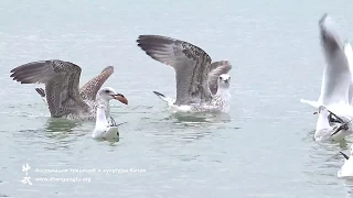 Чайки против бакланов, а выиграла собака! Одесса Аркадия