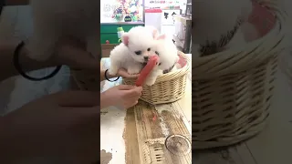 🥰 Funny and Cute Pomeranian Dogs Videos | 🐶 Adorable Puppies & Doggos #Shorts #244