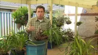 The Garden Gurus - Growing Cymbidium Orchids