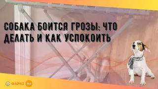 Собака боится грозы: что делать и как успокоить