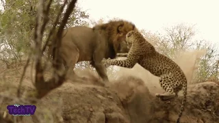 Lion Vs Leopard: Lion Surprises a Sleeping Leopard (Lion Attacking Leopard)