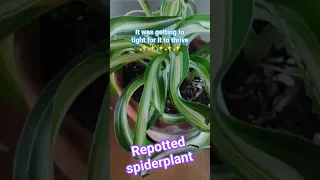 Repotting spider plant ✨ custom oil pastel pot