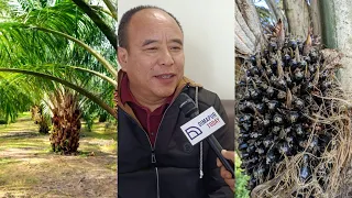 Negative Impact of Oil Palm Cultivation in Nagaland | Robert Solo