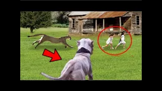 DOGO ARGENTINO Salva A 2 NIÑAS De Un Poderoso PUMA!!!. 15 Animales Que Salvaron Valiosas Vidas.