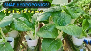 SNAP HYDROPONIC! PECHAY PLANTING TO HARVEST. D.I.Y. Hydroponic Set-up.