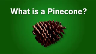 What is a Pinecone?