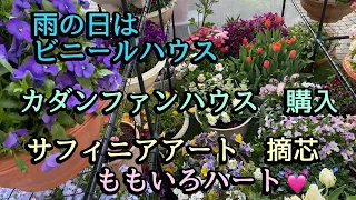 【雨対策】お庭の花大移動【ももいろハート摘芯】小梅ちゃんもカットしました。