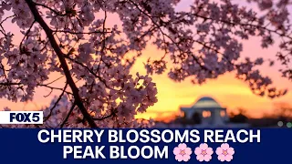 D.C.'s Cherry Blossoms reach peak bloom