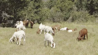 DWR Uses Goats to Help Prevent Wildfires