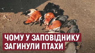 На Херсонщині встановлюють причини загибелі червонокнижних птахів