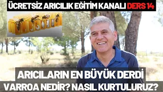 ARICILARIN EN BÜYÜK DERDİ "VARROA" (Kene)  NEDİR? NASIL MÜCADELE EDİLİR? ARICILIK EĞİTİMİ DERS 14