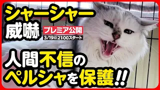 【ペルシャ保護】シャーシャー威嚇！飼い主は...？過酷なお外で生きてきたペルシャ猫を保護しました