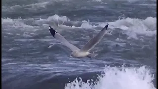 Ring-Billed Gull In Flight 1 HQ HD