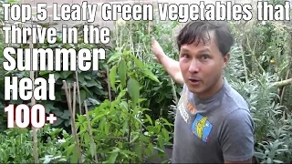 Top 5 Leafy Green Vegetables that Thrive in the Summer Heat 100+