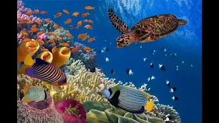 1 Hour | Relaxing Music |🐢 Green Caribbean Sea Turtles Swimming🌊 | HD quality video
