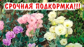 ГЛАВНАЯ ПОДКОРМКА ЭУСТОМЫ. ВЫРАЩИВАЕМ ЭУСТОМУ ПРАВИЛЬНО