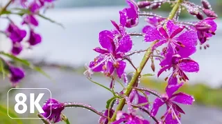 Spring Flowers - 8K Beautiful Wallpapers Slideshow for Office, Lounge, TV Relaxation