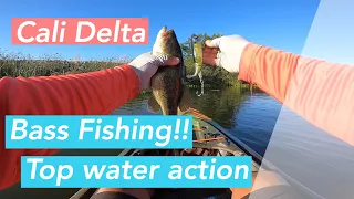 California Delta Bass Fishing! (Topwater Action)