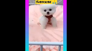 Most Famous Pomeranian Puppies Tik Tok Compilation 2021 #short #cutedog #dog #viral #youtube #cutest