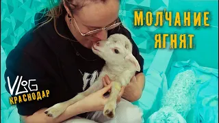 Russia Vlog. The Silence of the Lambs. Prices Krasnodar. Life hacks with shrimp, how to buy cheaper.