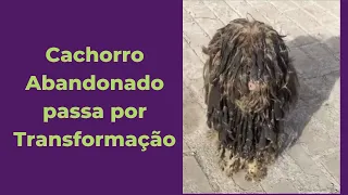 Cachorro Resgatado Abandonado Passa por Transformação Antes e Depois