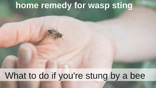Home remedy for wasp sting | What to do if you're stung by a bee