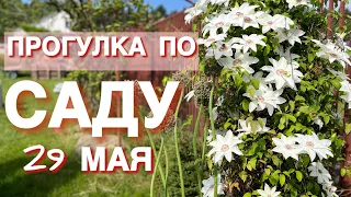 В САДУ. ОБЗОР КУСТАРНИКОВ. КЛЕМАТИСЫ и РОДОДЕНДРОН, ДЁРЕН И БЕРЕСКЛЕТЫ