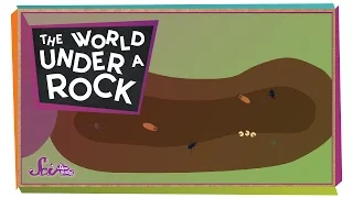 The World Under a Rock!