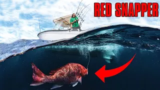 Red Snapper Fishing: Watch What Happened!