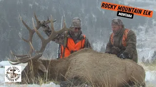 Giant 7x7 Elk in Montana